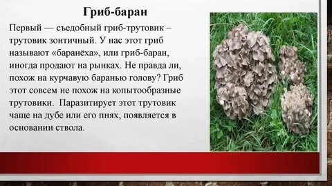 Гриб баран описание