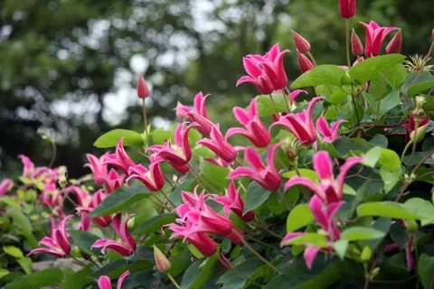 Princess Diana' Clematis favorite flower of the week - cleveland.com