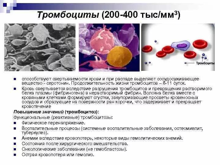 Низкий тромбоцит что это значит у мужчин. Тромбоциты. Причины повышения тромбоцитов. Повышенное разрушение тромбоцитов. Повышенный уровень тромбоцитов.