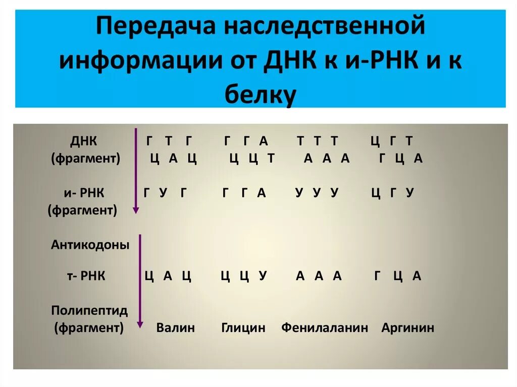 Передача наследственной информации Биосинтез белка. Биосинтез белка принцип комплементарности. Цепочка ДНК И РНК как составить. Как составить цепь ИРНК по ДНК.