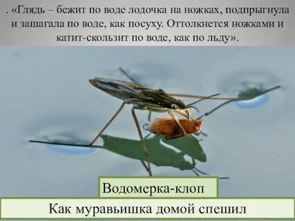 Почему клопы водомерки не тонут