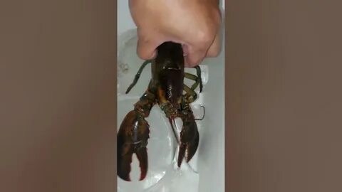 Lobster slowed