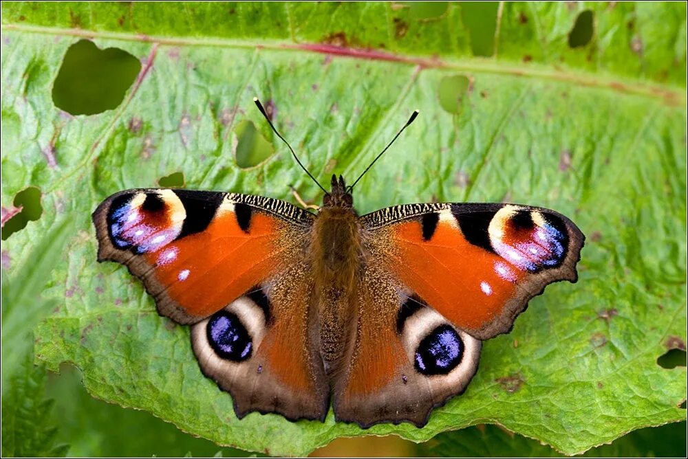 Бабочки фото окружающий мир 1 класс. Бабочка Адмирал. Генеральская бабочка. Бабочка Маршал. Бабочка Адмирал на белом фоне.