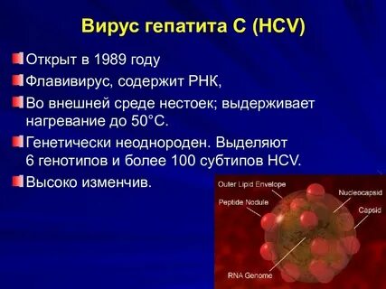 Сколько живет вирус гепатита во внешней среде