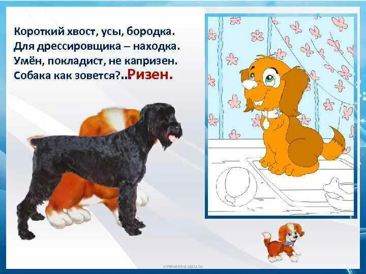 Синоним к слову короткий хвост. Хвост синоним. как пишется хвост и усы по английскому. короткий хвост внизу.