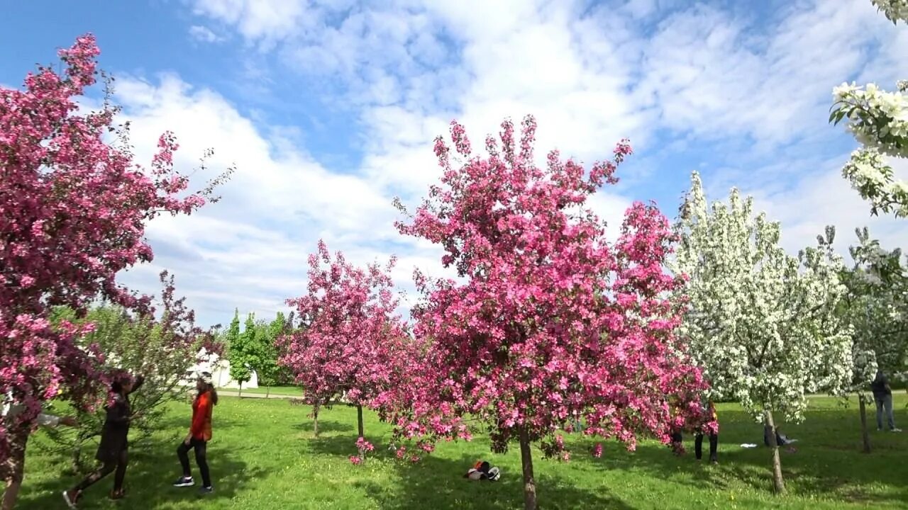 Яблоня "роялти" - Malus "Royalty". Яблоня краснолистная Недзвецкого. Яблоня Недзвецкого Malus niedzwetzkyana. Яблоня Маковецкого Недзвецкого.