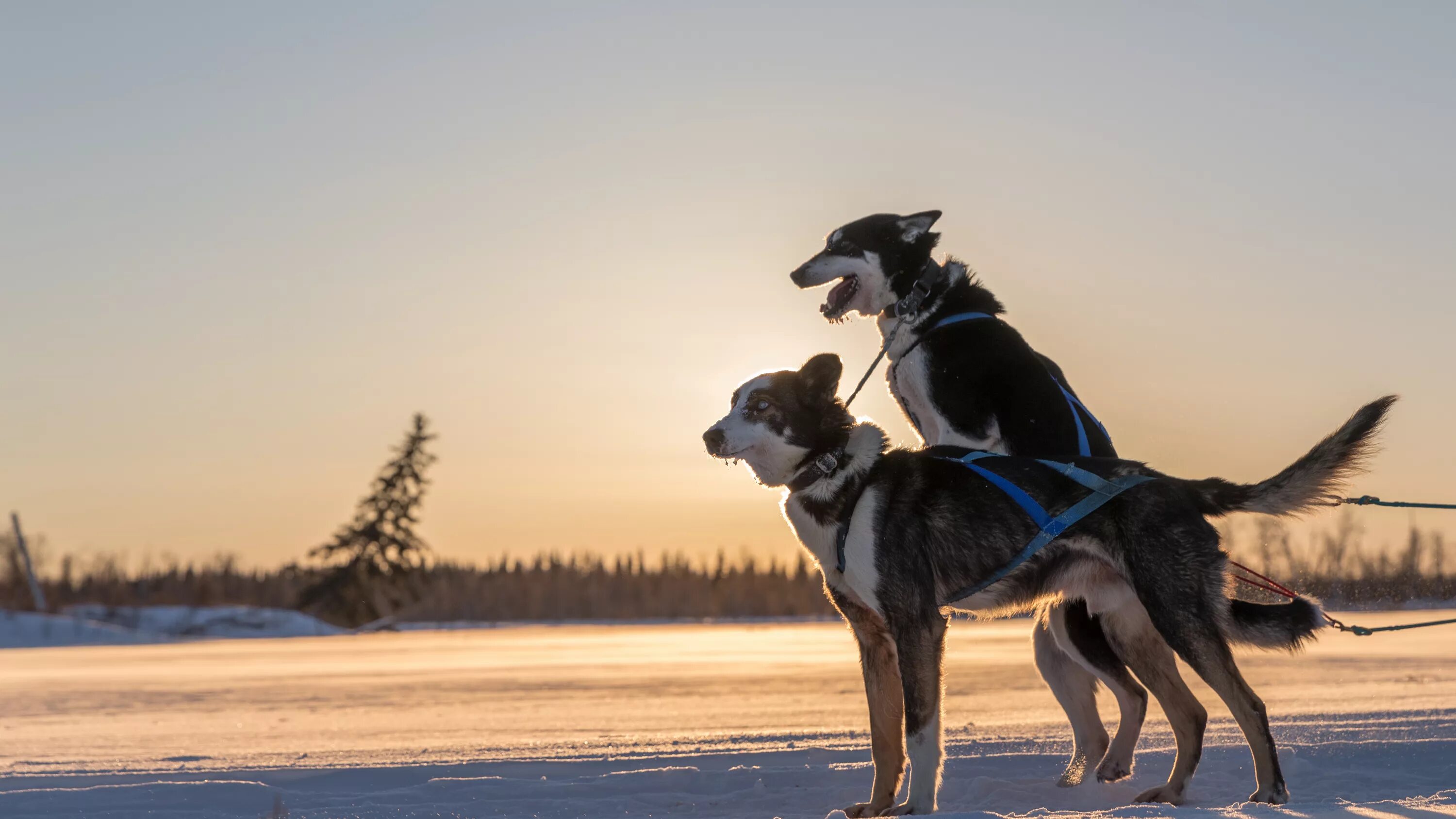 We two dogs. Аляска догс. Alaskan Dogs Pappy. 2 Dogs. Gold Red Dog Alyaska.