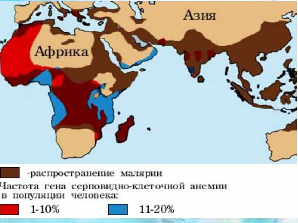 Применение популяционно статистического метода. Популяционно-статистический метод. Популяционно статистический метод генетики. Серповидноклеточная анемия и малярия. Популяционный метод.