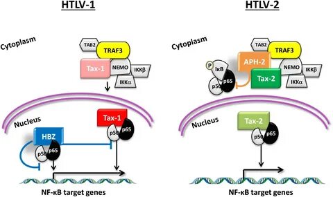 Htlv