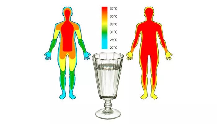 Терморегуляция организма человека. Терморегуляция тела человека. Алкоголь и терморегуляция.