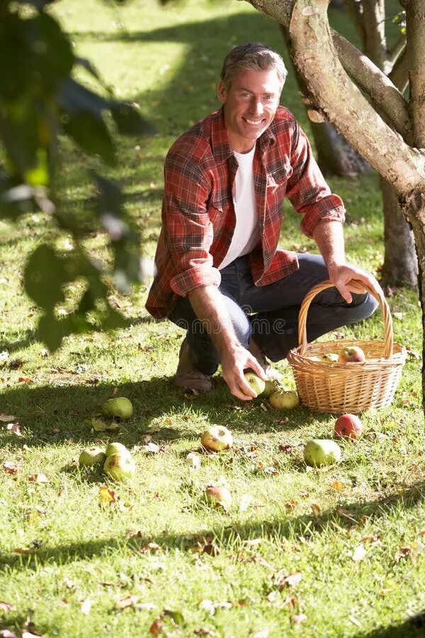 We are gathering apples in the garden