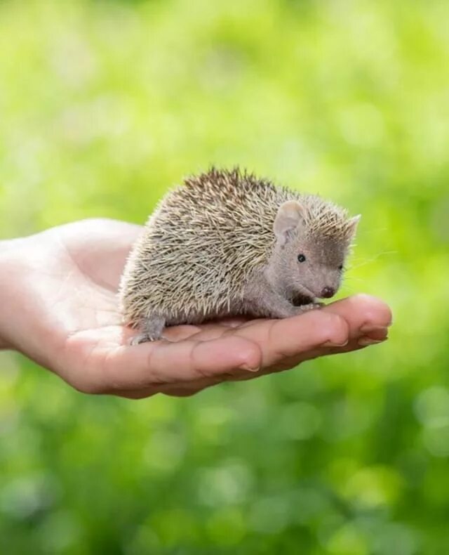 How adorable