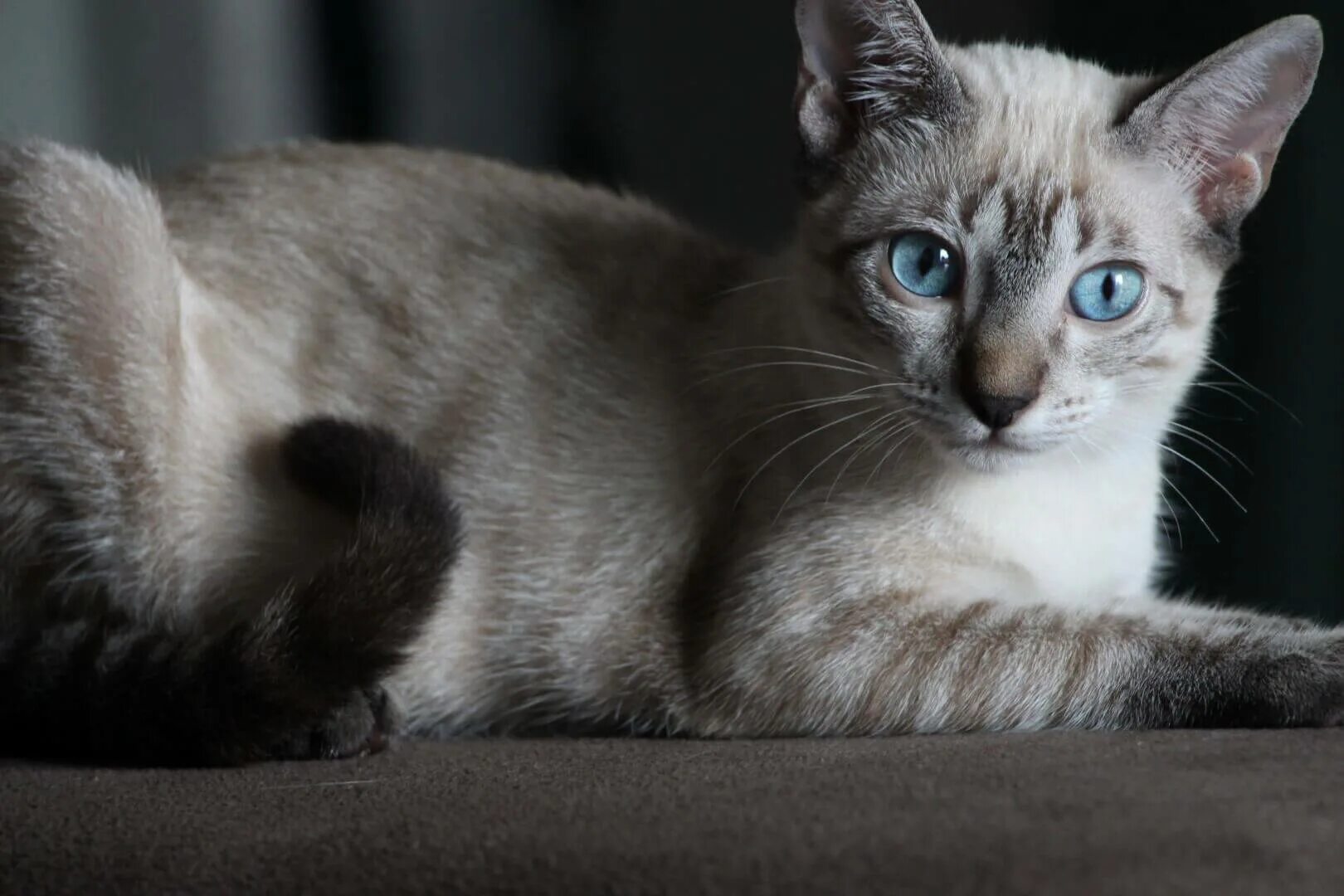 Породы котов с голубыми глазами. Порода Охос азулес. Порода кошек Охос азулес. Охос азулес кошка серая. ОХО сазулец порода кошек.