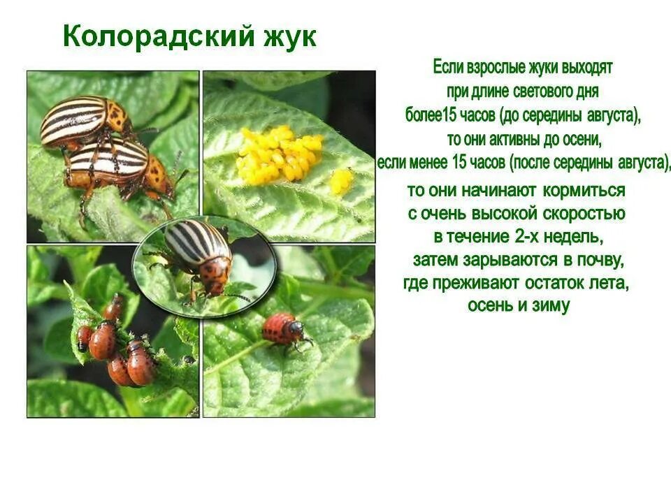 Как размножается колорадский жук. Колорадский жук. жизненный цикл колорадского жука. колорадский жук карандашом. размножение колорадского жука.