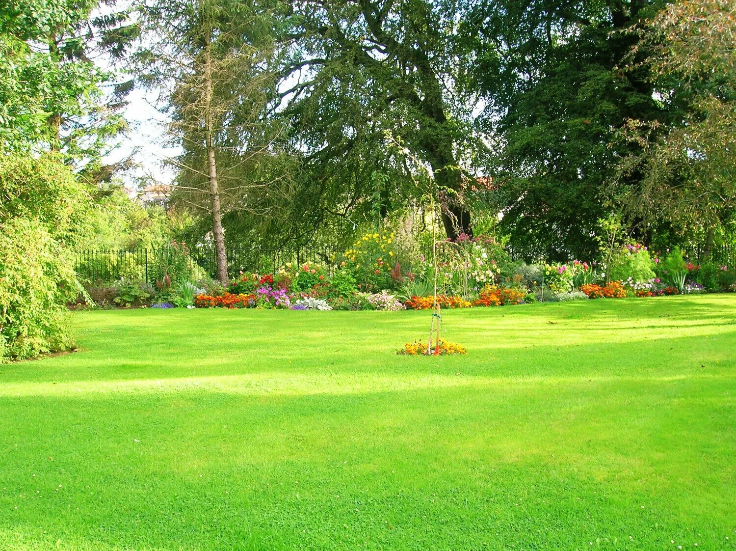лужайка в лесу. лужайка среди. красивый газон. миксбордер и газонная трава. лужайка среди.