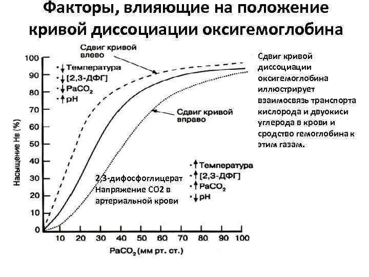 Увеличение кислорода в крови. Факторы влияющие на кривую диссоциации оксигемоглобина. Транспорт газов кровью кривая диссоциации оксигемоглобина. Факторы влияющие на оксигенацию гемоглобина. Факторы сдвигающие кривую диссоциации оксигемоглобина.