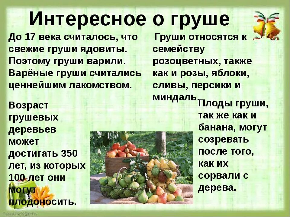 Стих про грушу. Невероятные приключения гигантской груши. История про грушу. Невероятная история о гигантской груше книга. Груша для презентации.