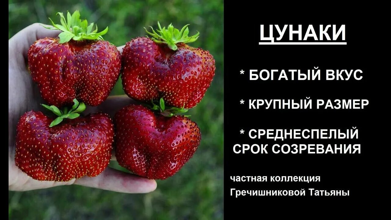 Клубника Цунаки. Клубника сорт гигант Джорнея. Клубника Цунаки описание сорта. Цунаки фото.