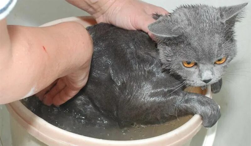 Сколько можно мыть кошек. Мытье кота. Британская кошка купается. Британский кот моется. Умывающийся британец.