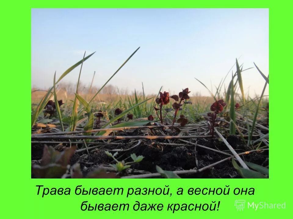 Дерево кустарник травянистое. Трава бывает. Какие бывают растения. Какие бывают растения травы. Растения надпись.