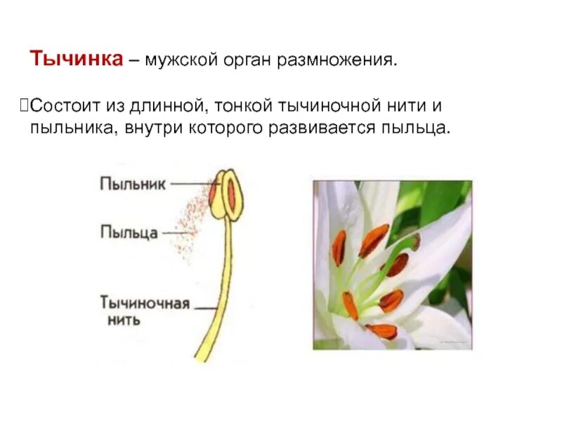 Какую функцию выполняют тычиночные нити у растений
