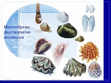 Двустворчатые моллюски представители
