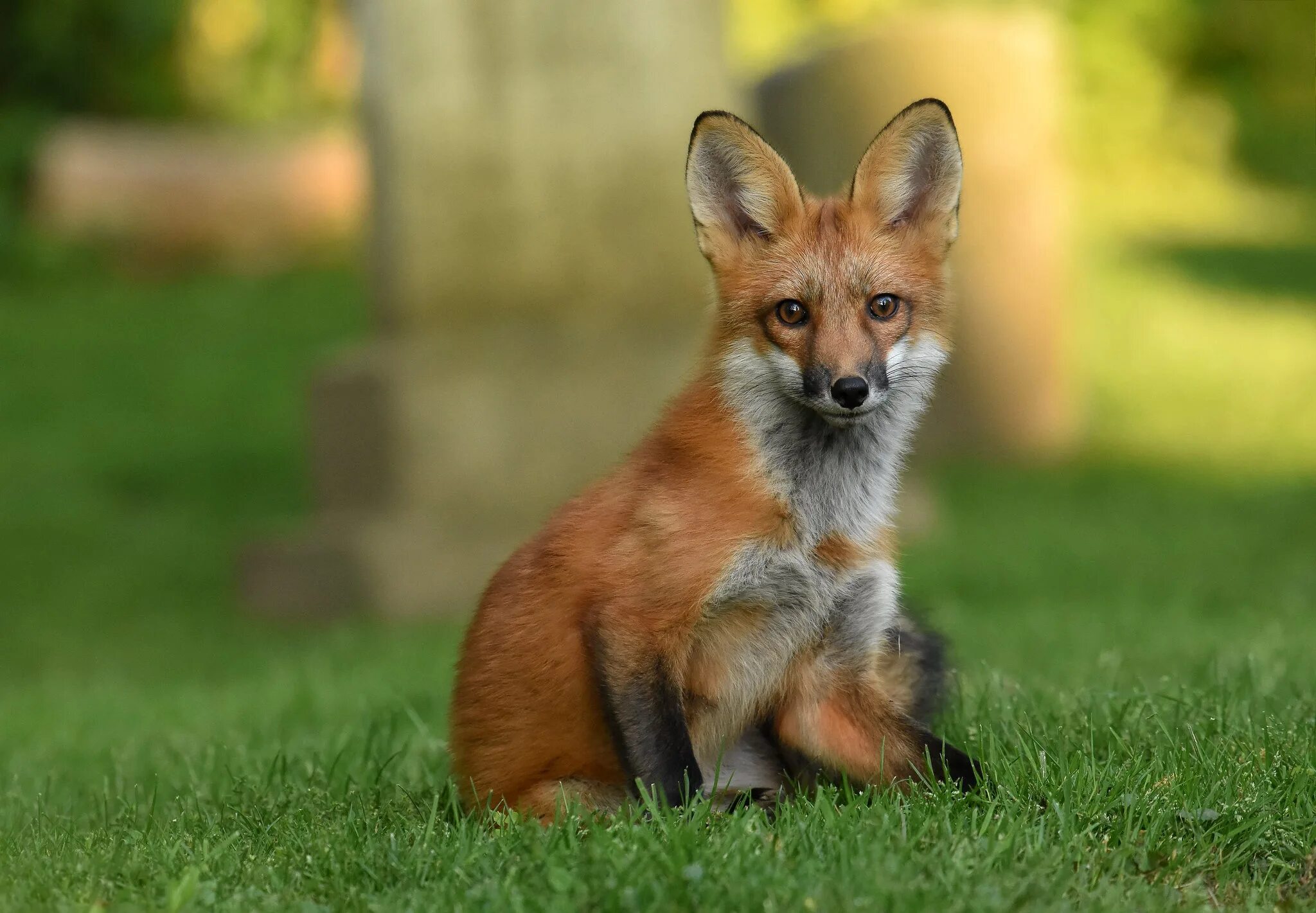 Ред Фокс лиса. Портрет Лисенка. Обои на рабочий стол лиса. Красная лиса. Red fox 3