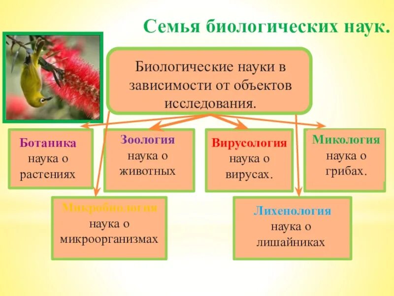 Биологические науки список 9 класс. Разделы биологии. Биология наука о жизни. Науки биологии и что изучают таблица. Небиологические науки.