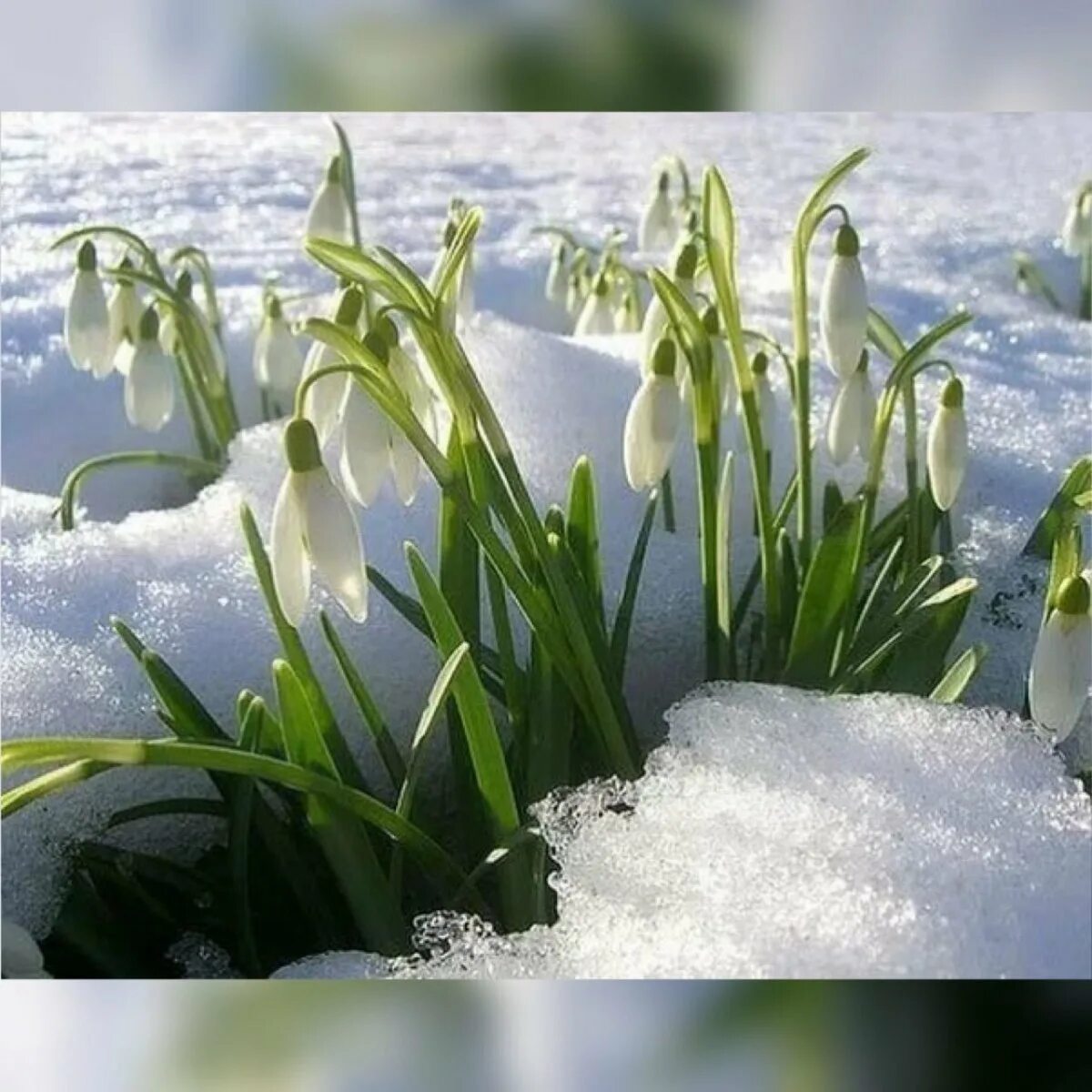 Чайковский Подснежник. Доброго мартовского холодного утра. Доброе Снежное мартовское утро. Доброе утро подснежники.