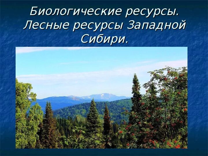 Лесные ресурсы Сибири. Западная Сибирь природные ресурсы Лесные. Биологические ресурсы Сибири. Западно Сибирский район Лесные ресурсы. Чем богата сибирь