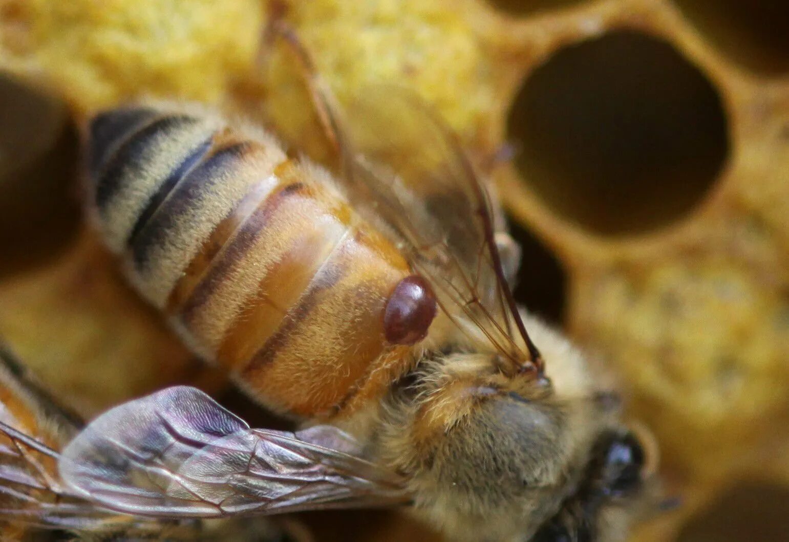 Как еще называют болезнь пчел. Пчелиный клещ варроа. Клещ варроа на пчеле. Варроатоз пчел клещ. Акарапидоз пчел.