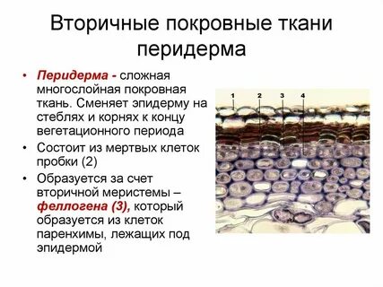 Покровная ткань живая или мертвая