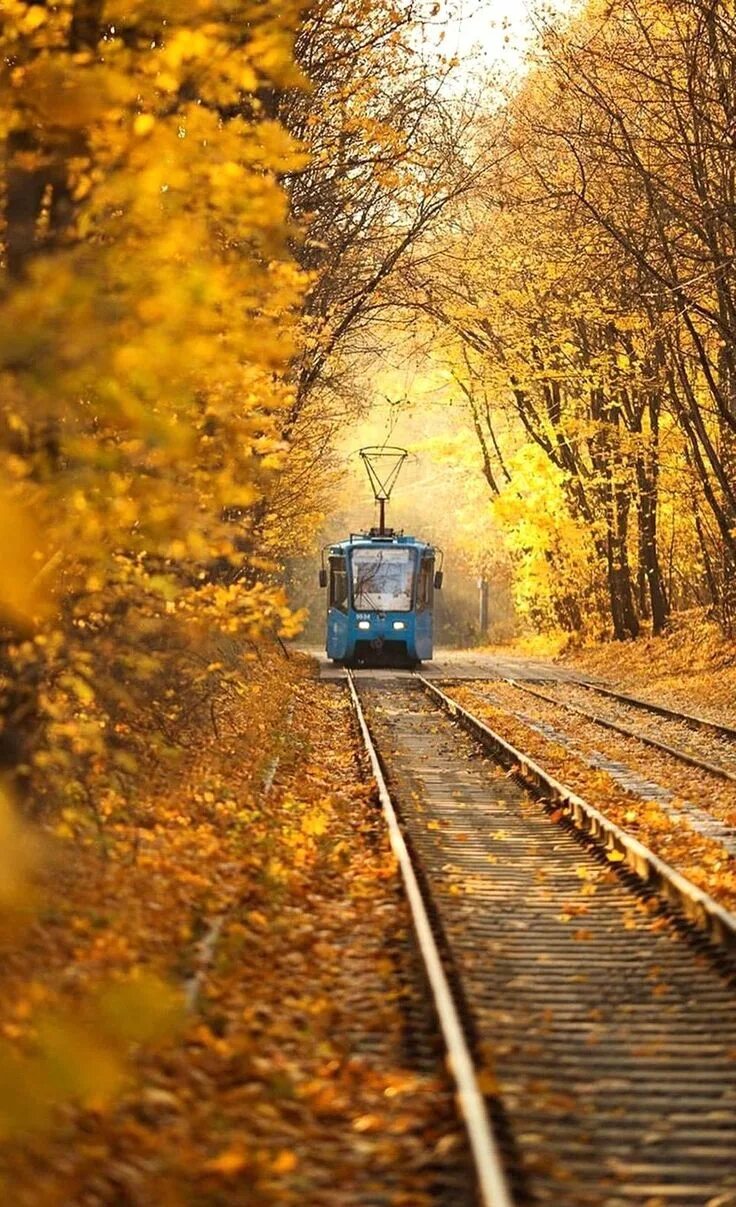 Осень остановись. Остановка осень. Трамвай осень. Следующая остановка осень. Дорога остановка осень.