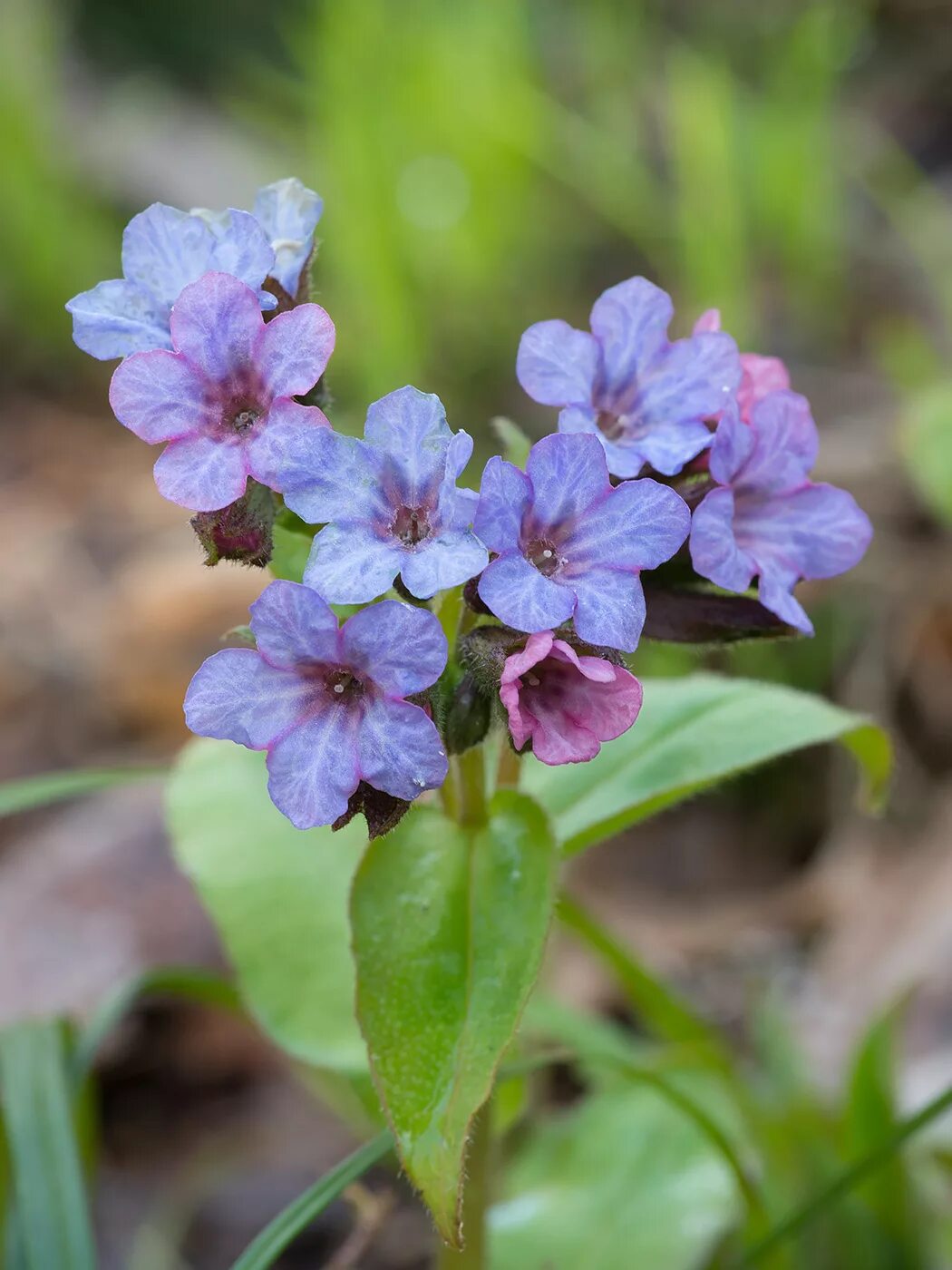 Медуница неясная (Pulmonaria Obscura). Медуница (Pulmonaria). Медуница темная. Медуница и молочай. Как выглядит цветок медуница