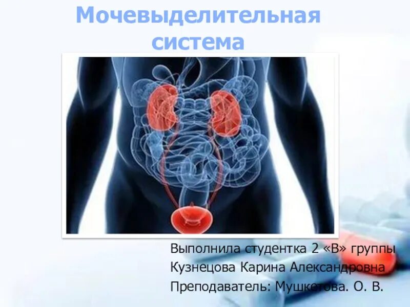 Мочевыделительная система презентация. Мочевыделительная система человека презентация. Состав мочевыделительной системы. Выделительная система человека.