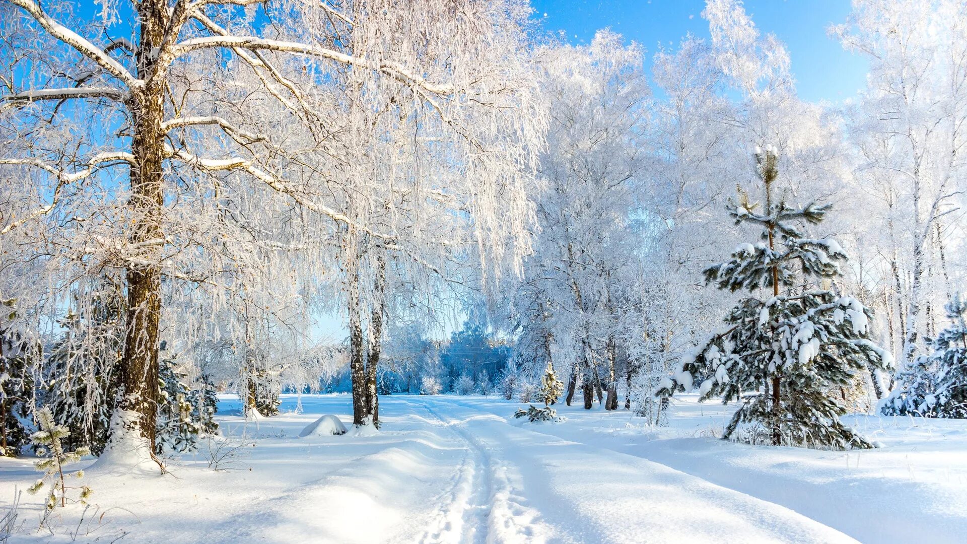 Усманский Бор зима. Зимняя природа. Зима в России. Зимний лес Россия