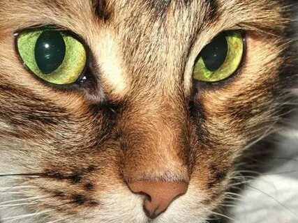 Кошка кари