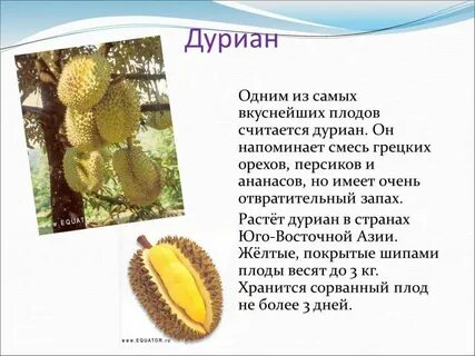 Описание фрукта дуриан