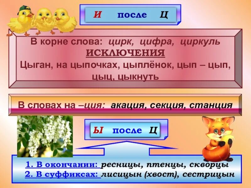 В каком слове нет корн. Цыган цыпленок слова исключения. Написание Ци и цы. Слова исключения цыпленок цыган на цыпочках. Цы-Ци правило.