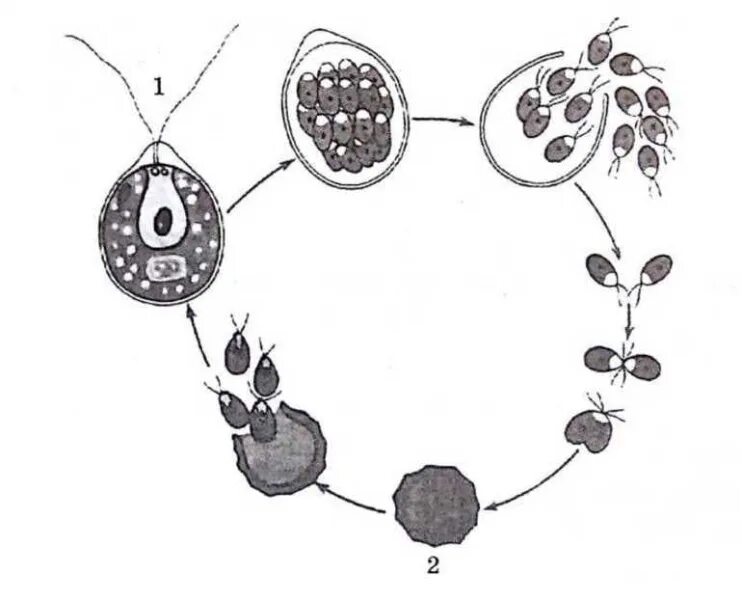 Размножение хламидомонады схема. Жизненный цикл хламидомонады егэ. Цикл развития водоросли хламидомонады. Водоросли мейоз. Водоросли мейоз.