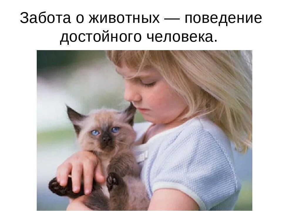 Как заботиться о животных. Забота о животных. забота человека о домашних животных. любите животных. презентация забота о животных.