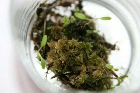 Проросшую мхом