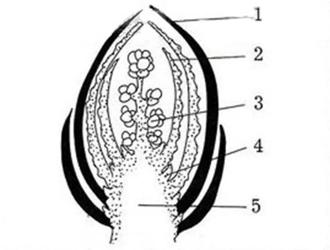 Строение вегетативной почки растения. Поперечный срез почки растения. Строение генеративной почки. Строение вегетативной почки без подписей. Рассмотрите изображение генеративной почки