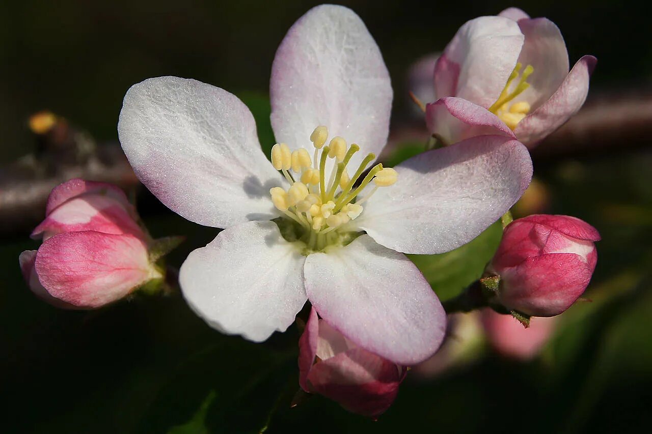 Цветок яблони правильный. Яблоневый цвет (Apple Blossom). Яблоневый цвет Malus. Обоеполые цветки яблони. Цветы дикой яблони.