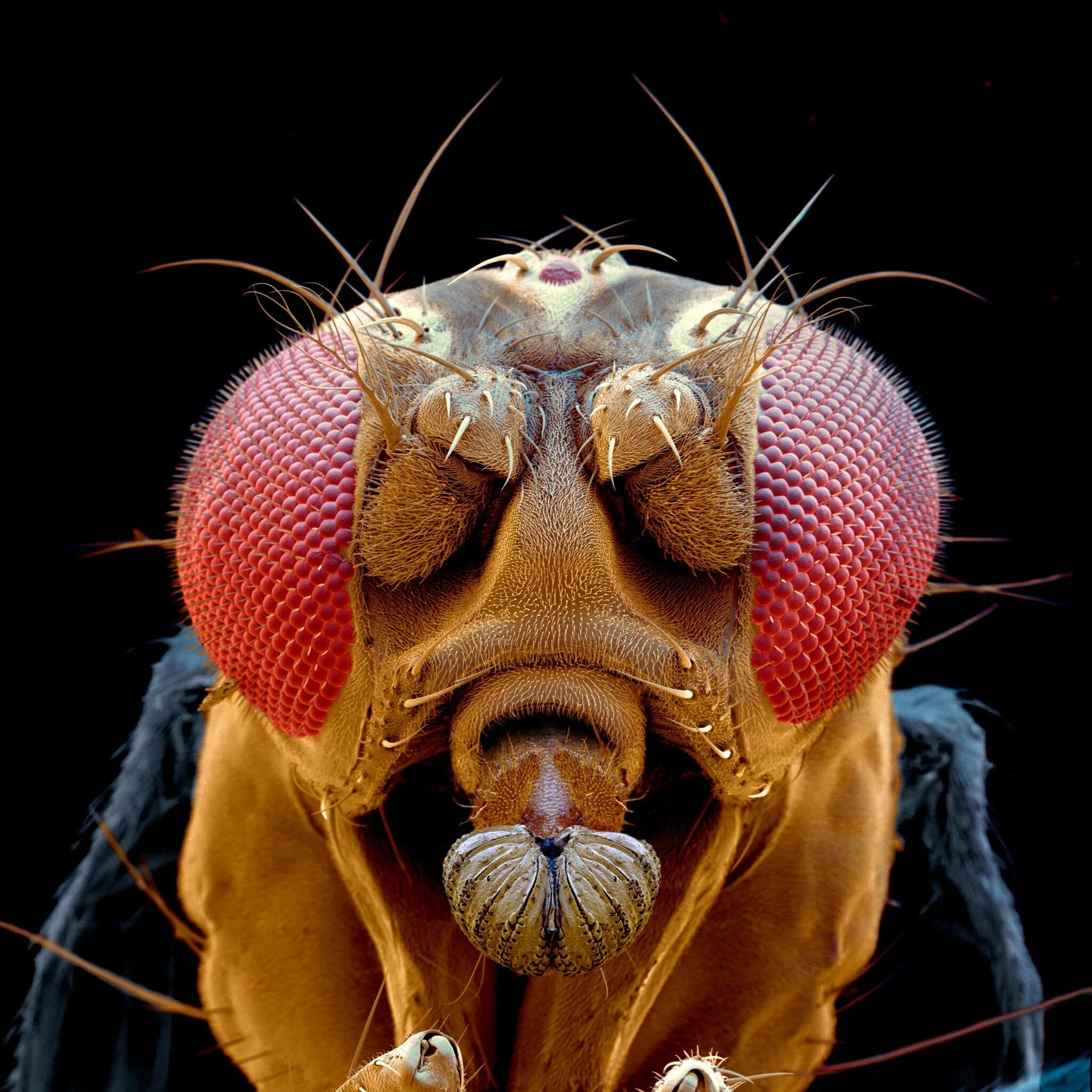 Мошка под микроскопом фото. Муха дрозофила. Астраханская мошка под микроскопом. Муха дрозофила под микроскопом. Мех под микроскопом.