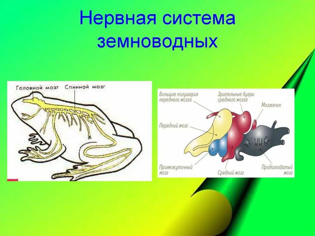 Органы лягушки. Внутренне строение лягушки. Общее строение земноводных. Внутреннее строение амфибий. Внешнее строение лягушки 7.