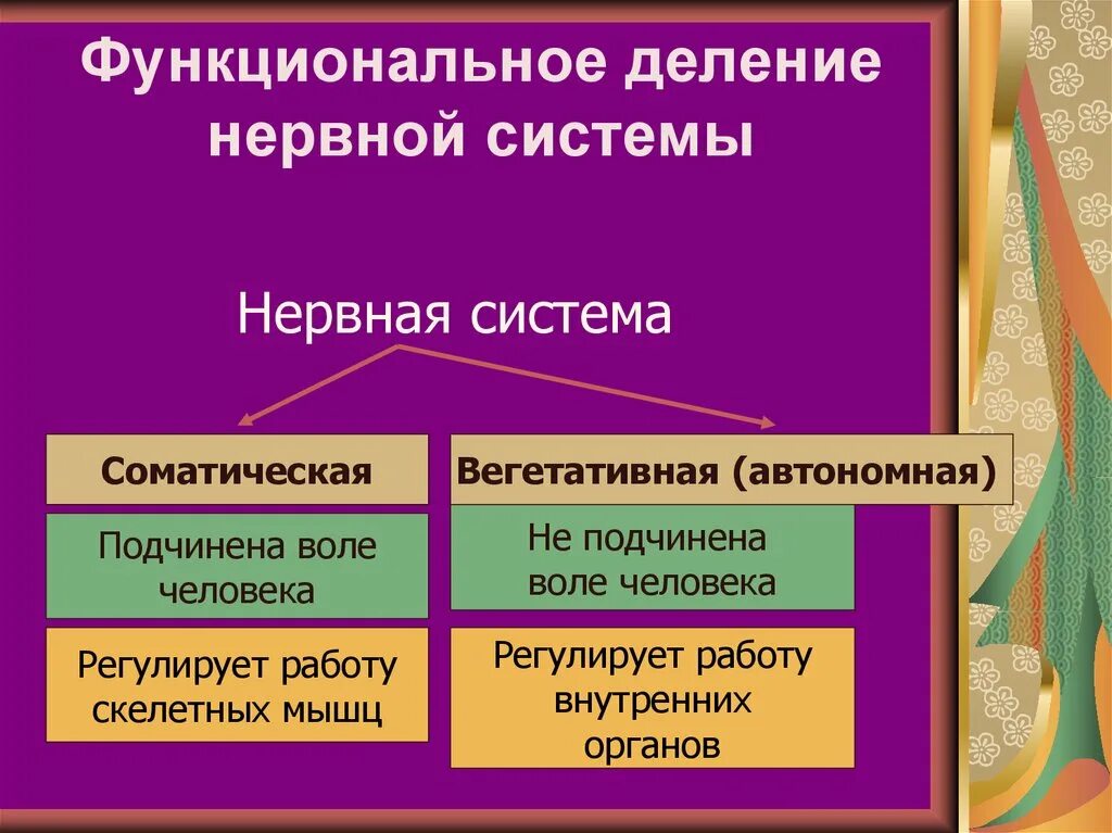 Работа соматической нервной системы подчинена воле человека