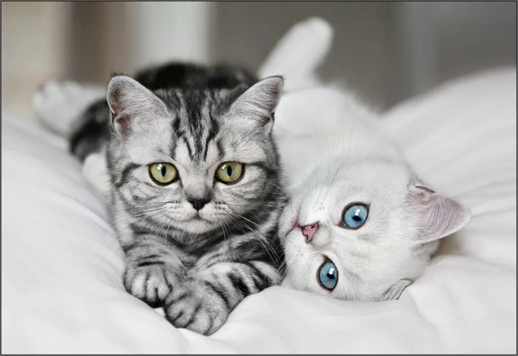 Кошечки любовь. Милые кошки. Красивые котята. Милый котик. Два красивых котëнка.