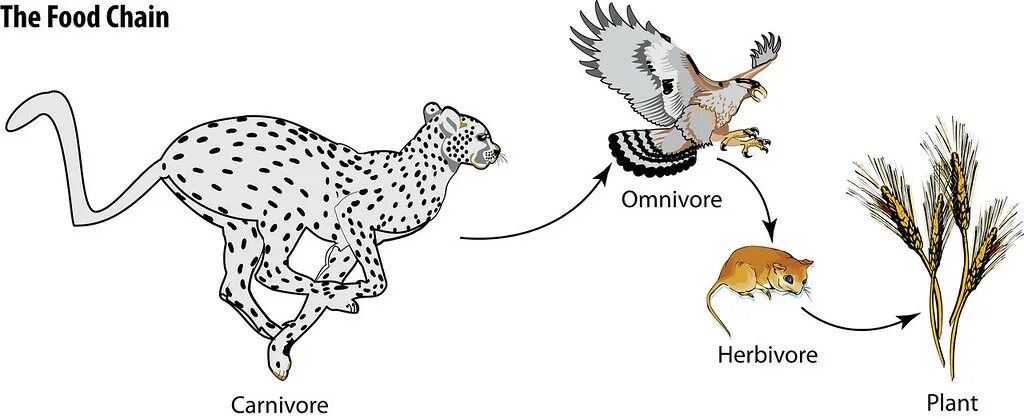 Пищевая цепь из 4 5 звеньев. Пищевая цепь ястреб. Пищевая цепочка мышь змея. Пищевая цепь с гадюкой. Пищевая цепь растение мышь змея ястреб.