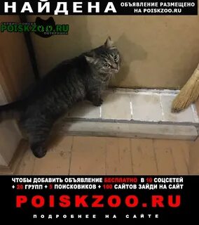 Кошки великий новгород